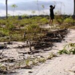 WALHI Kalimantan Tengah Tinjau Food Estate Gunung Mas: Singkong Tumbuh Sejengkal, Jagung Kering