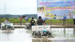 Gebrakan 100 Hari Kerja: Bupati Muara Enim Luncurkan Program Pupuk Murah untuk Petani